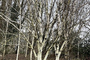 Betula utilis var. jacquemontii Jacquemont's Birch