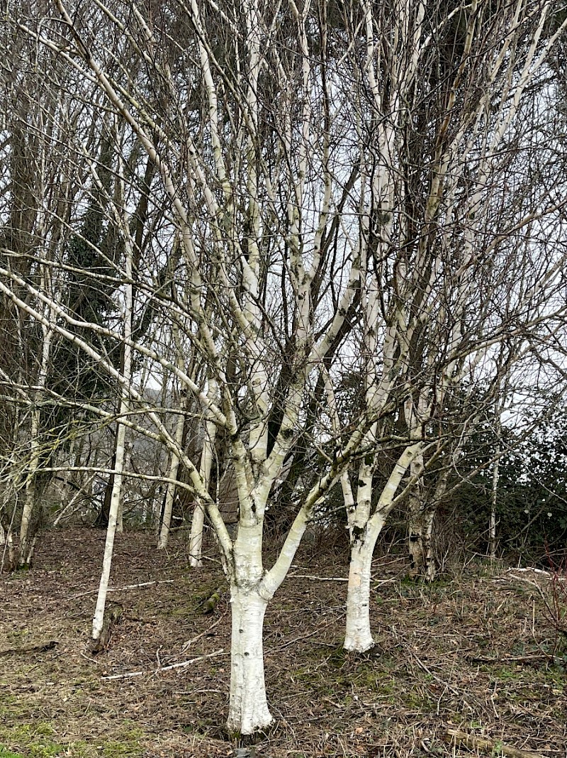 Betula utilis var. jacquemontii - © Charles Hipkin