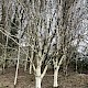 Betula utilis var. jacquemontii