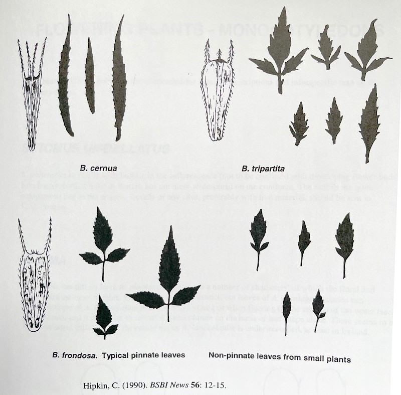 Bidens tripartita - © Charles Hipkin