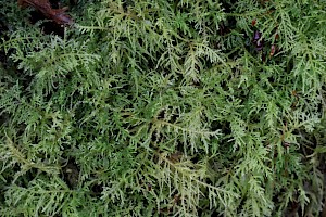 Common Feather-moss: Kindbergia praelonga