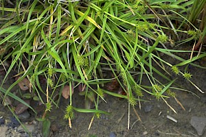 Carex demissa Common Yellow-sedge