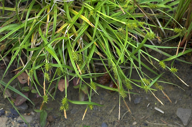 Carex demissa - © Charles Hipkin