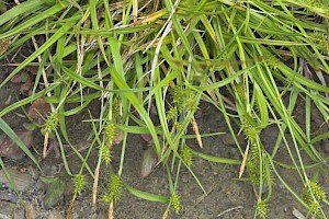 Common Yellow-sedge: Carex demissa