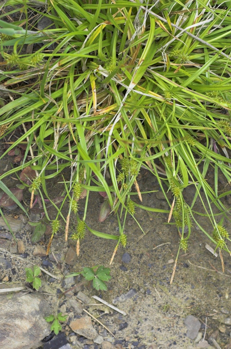 Carex demissa