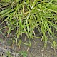 Carex demissa