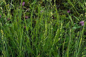 Grey Sedge: Carex divulsa subsp. divulsa