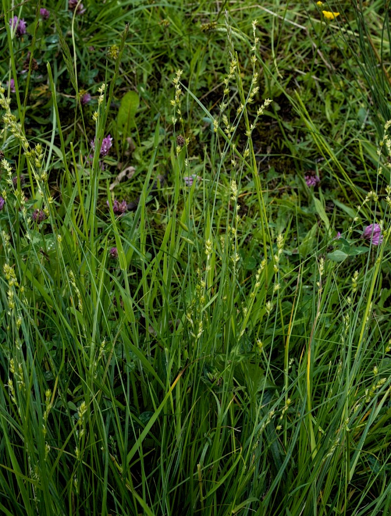 Carex divulsa subsp. divulsa - © Charles Hipkin