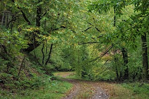 Sweet Chestnut: Castanea sativa