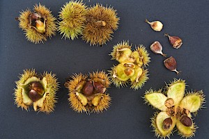 Sweet Chestnut: Castanea sativa