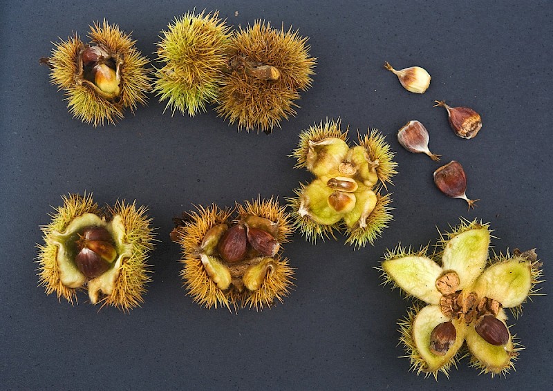 Castanea sativa - © Charles Hipkin