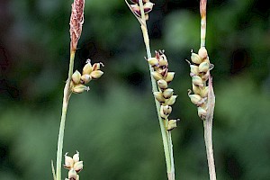 Carnation Sedge: Carex panicea