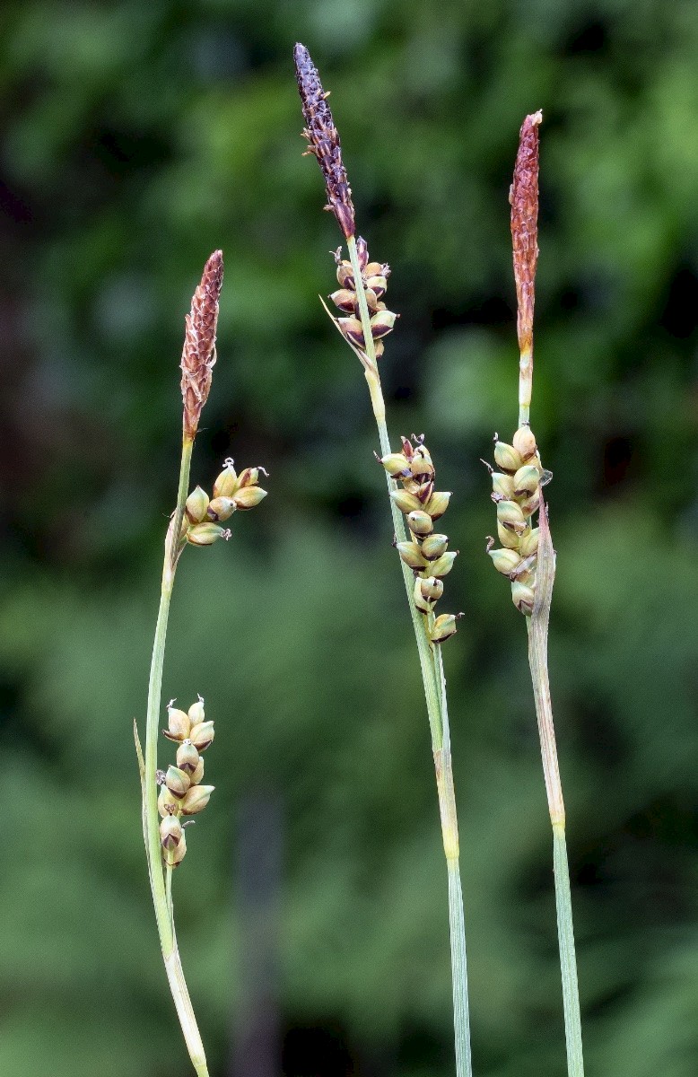 Carex panicea - © Charles Hipkin