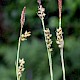 Carex panicea