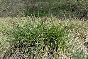 Greater Tussock-sedge: Carex paniculata