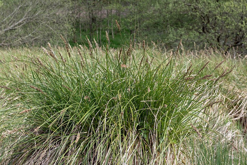 Carex paniculata - © Charles Hipkin