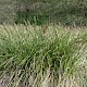 Carex paniculata