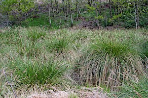 Greater Tussock-sedge: Carex paniculata