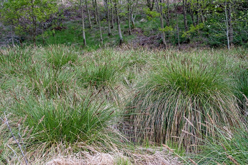 Carex paniculata - © Charles Hipkin