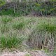 Carex paniculata