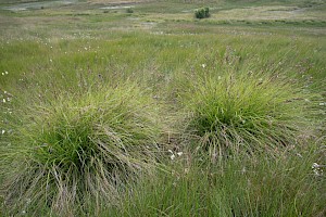 Greater Tussock-sedge: Carex paniculata