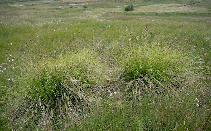 Carex paniculata - © Charles Hipkin