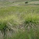 Carex paniculata