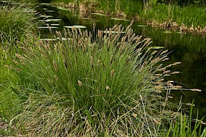 Greater Tussock-sedge: Carex paniculata