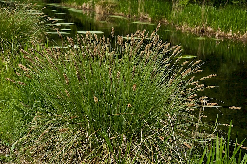 Carex paniculata - © Charles Hipkin