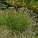 Carex paniculata