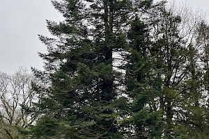 Giant Fir: Abies grandis