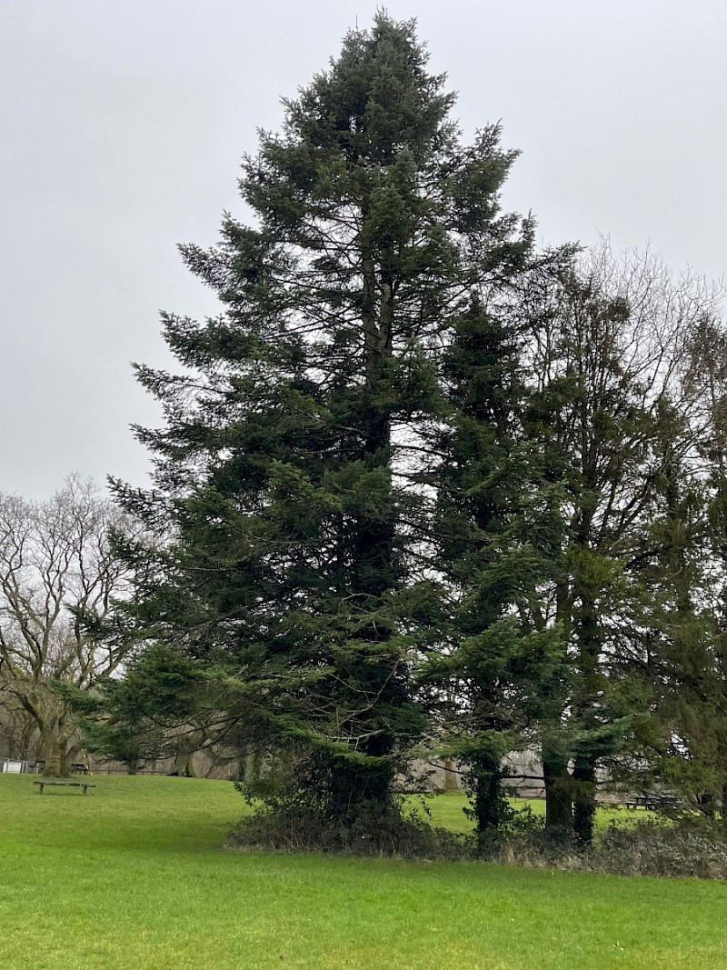 Abies grandis - © Charles Hipkin