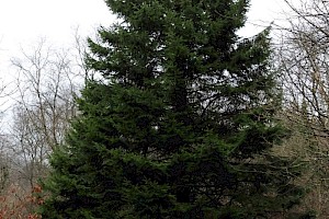 Picea abies Norway Spruce