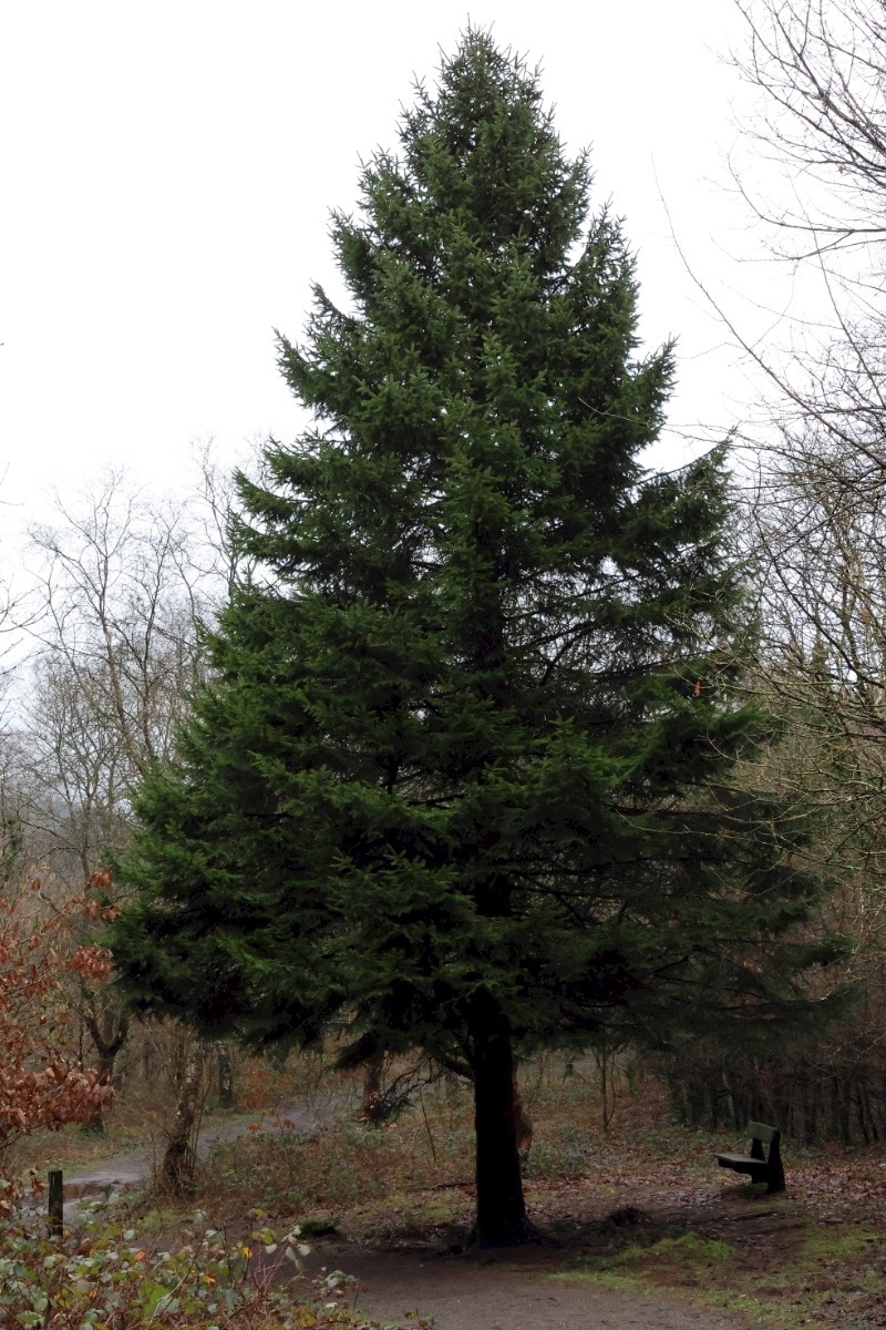 Picea abies - © Charles Hipkin