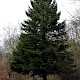 Picea abies