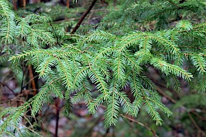 Norway Spruce: Picea abies