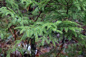 Norway Spruce: Picea abies