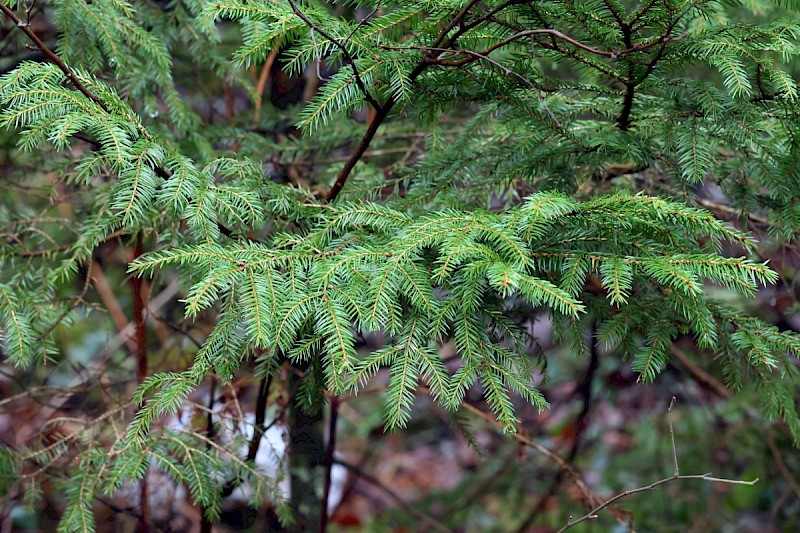 Picea abies - © Charles Hipkin