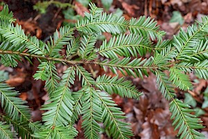 Sequoia sempervirens Coastal Redwood