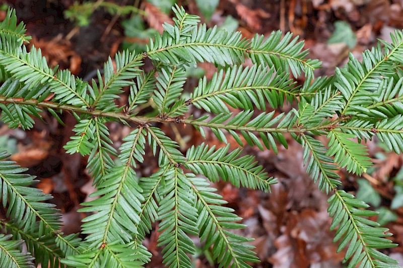 Sequoia sempervirens - © Charles Hipkin