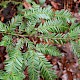 Sequoia sempervirens