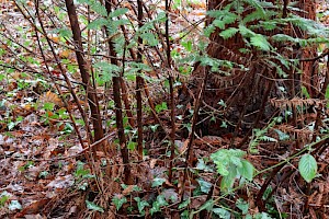 Coastal Redwood: Sequoia sempervirens