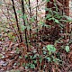 Sequoia sempervirens