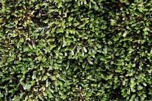 Maidenhair Pocket-moss: Fissidens adianthoides