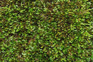 Maidenhair Pocket-moss: Fissidens adianthoides