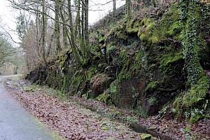 Maidenhair Pocket-moss: Fissidens adianthoides