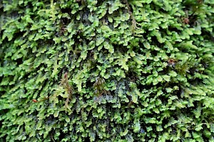 White Earwort: Diplophyllum albicans