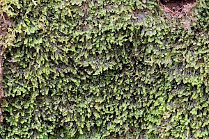 White Earwort: Diplophyllum albicans