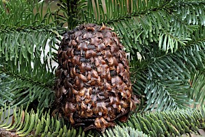 Noble Fir: Abies procera