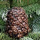 Abies procera